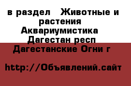  в раздел : Животные и растения » Аквариумистика . Дагестан респ.,Дагестанские Огни г.